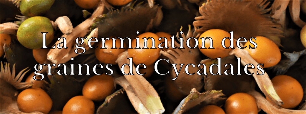 Cycadales
