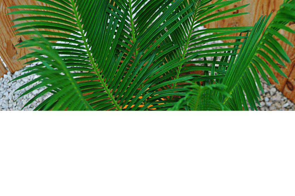 Cycadales