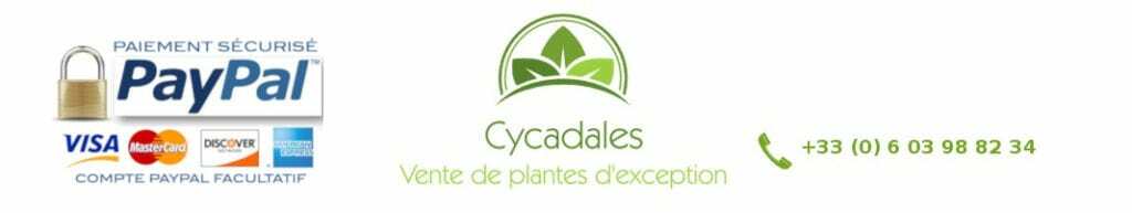 Cycadales