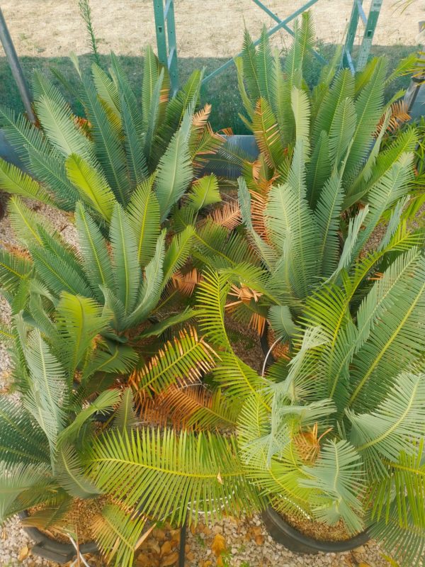 Cycadales