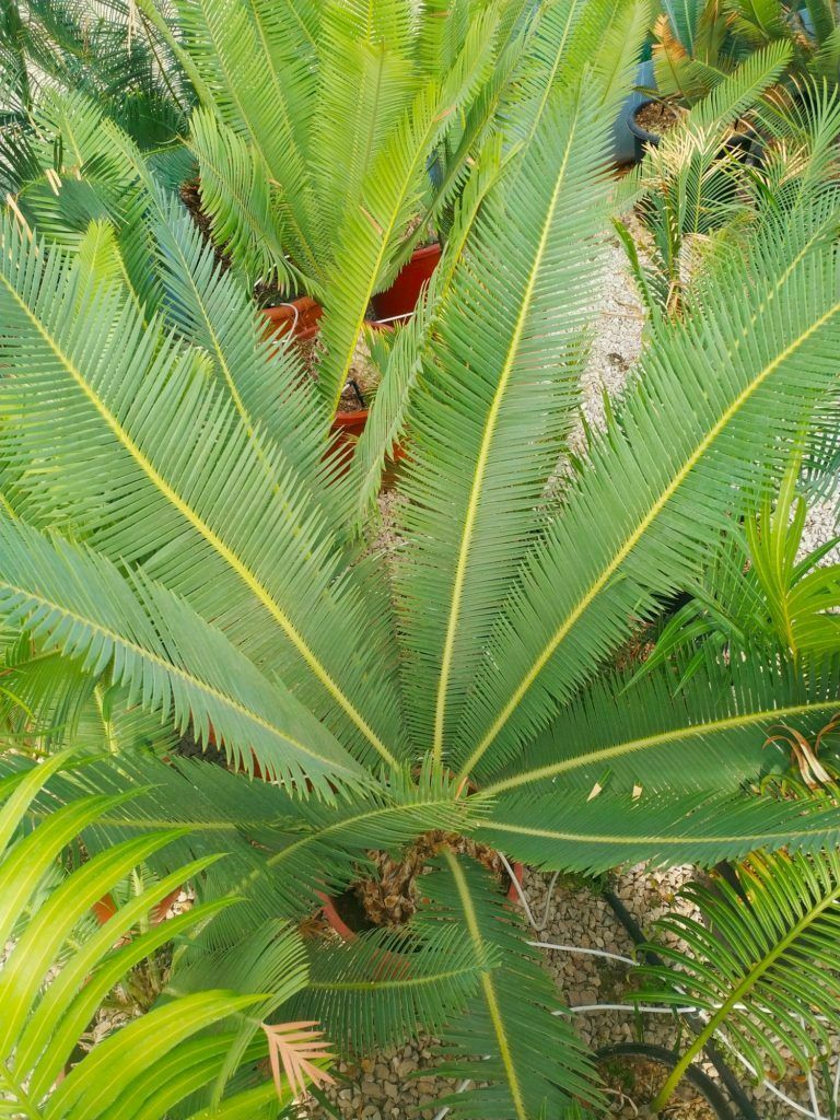 Cycadales