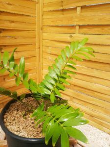 Acheter Zamia pygmaea kickxii for sale buy 5 | Cycadales