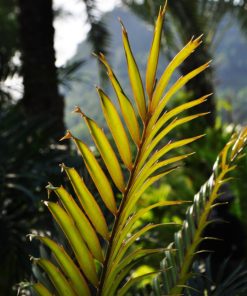 Encephalartos