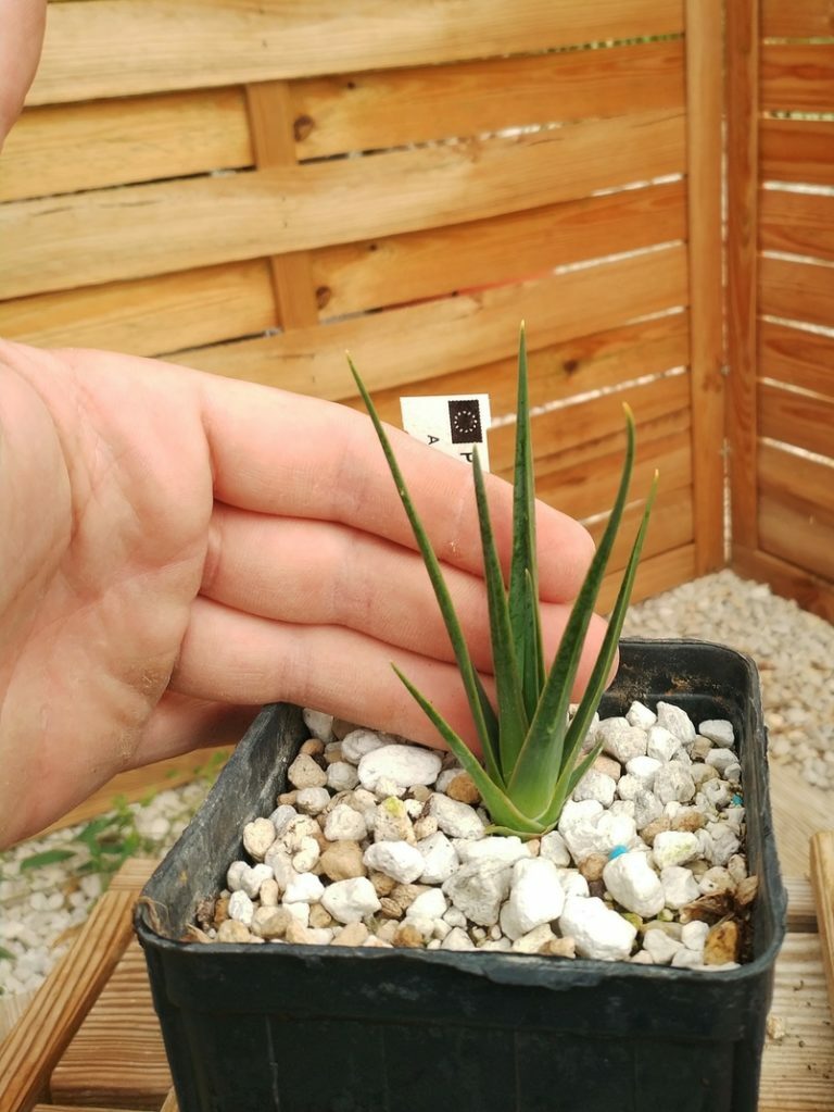 Buy your Dracaena cinnabari here! | Cycadales