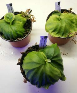 Buy Your Platycerium Ridleyi Plants Cycadales