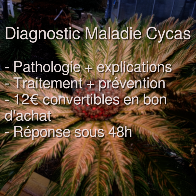 Problèmes et maladies des Cycas Cycadales