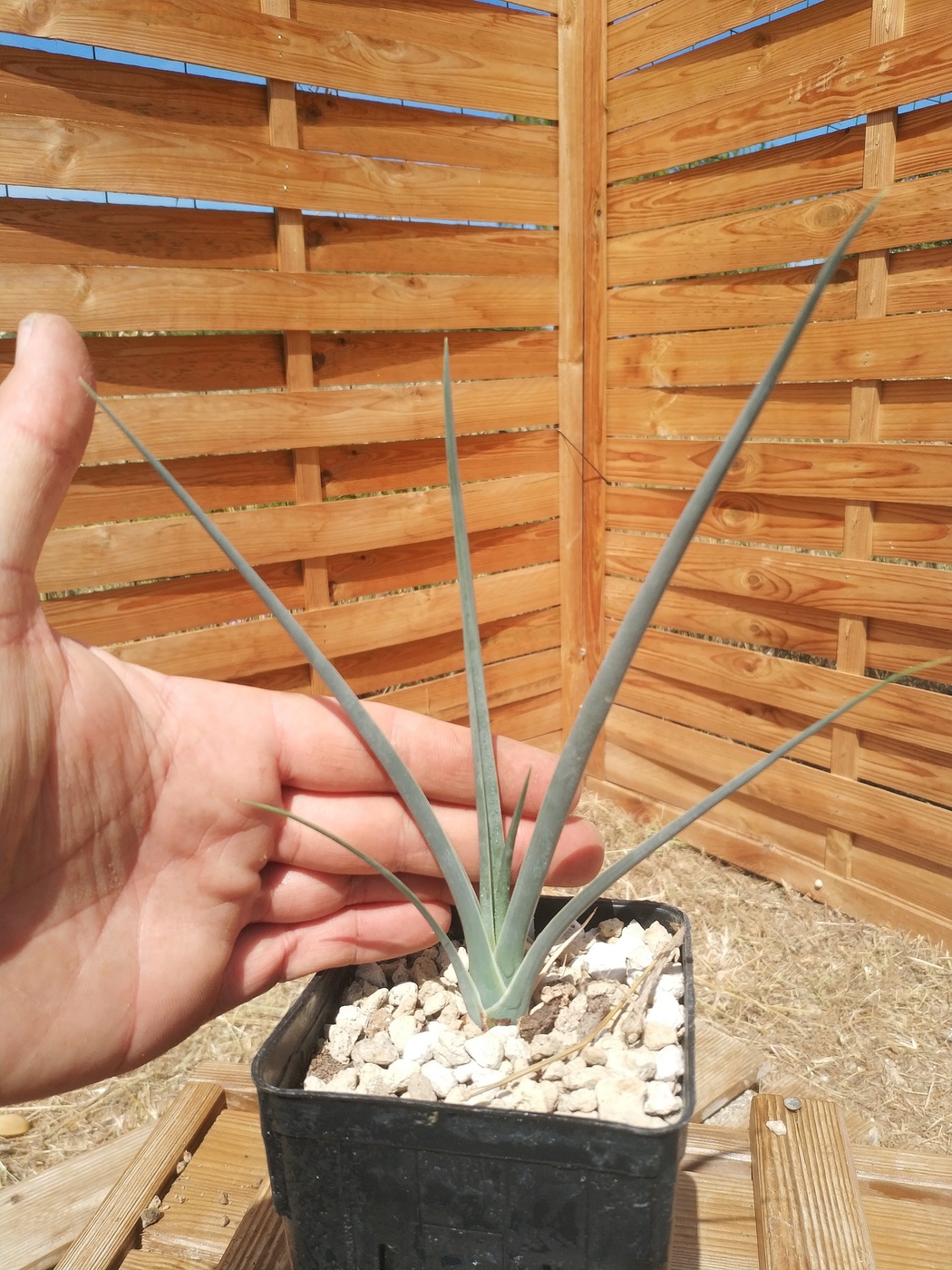 Dracaena serrulata Dragonnier d'Arabie RARE plante exotique 1,4 litres 
