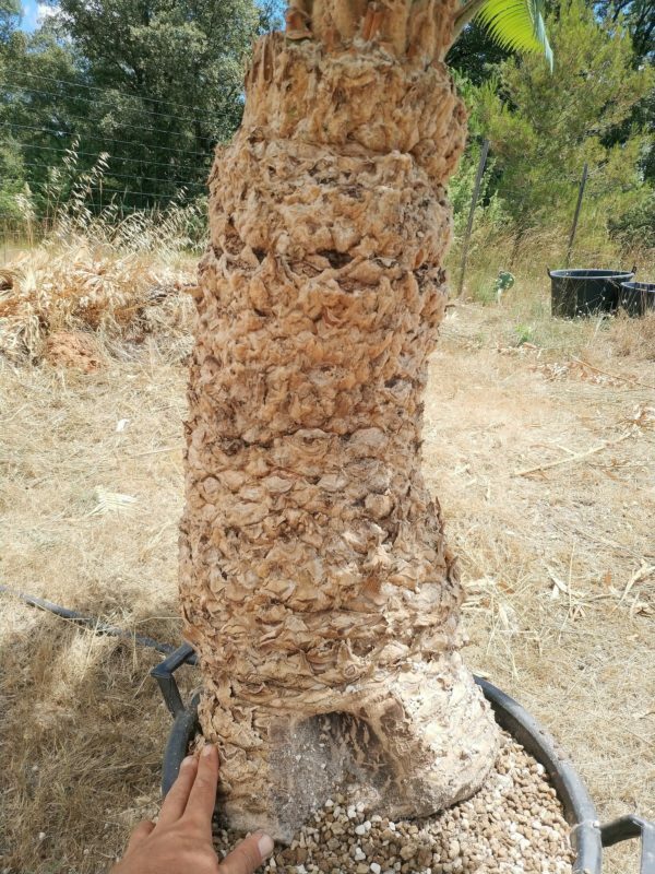 Cycadales