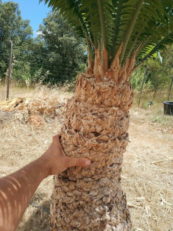 Cycadales