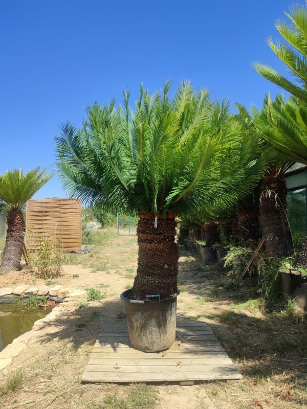 Cycadales