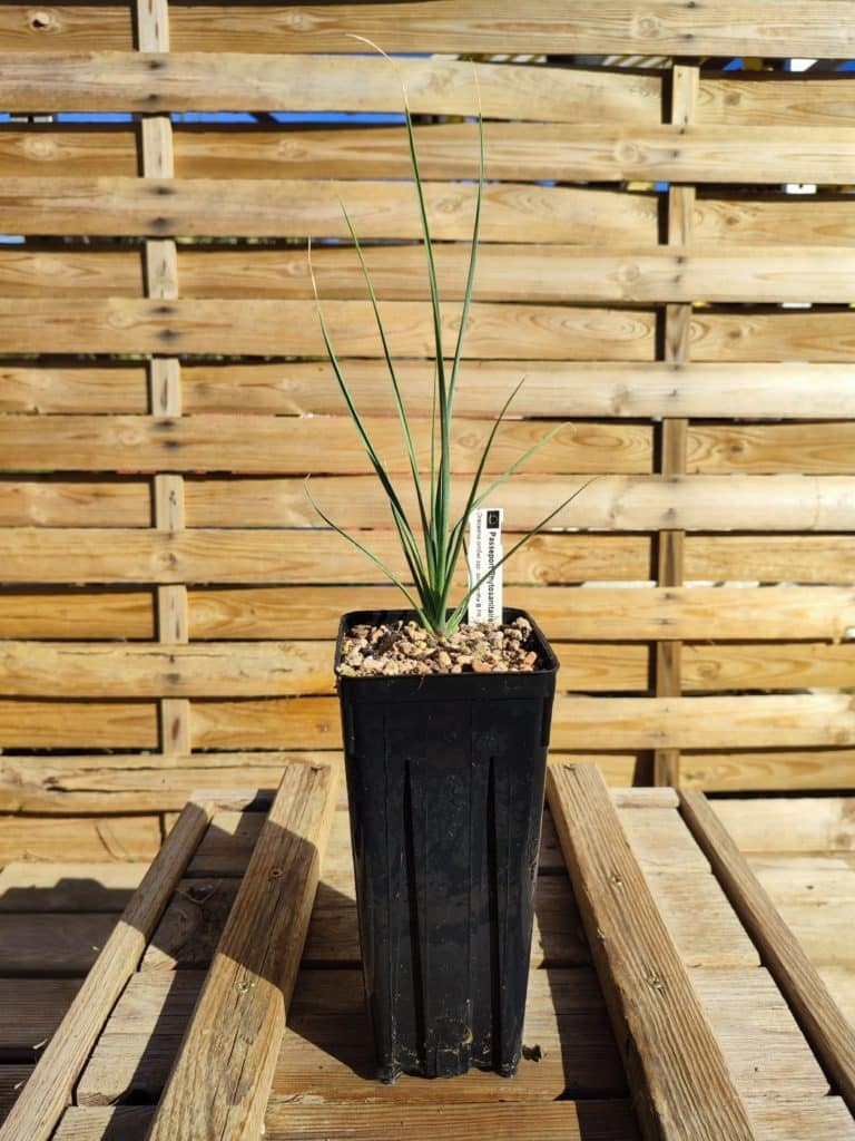 Achetez vos Dracaena ombet ssp. schizantha Cycadales