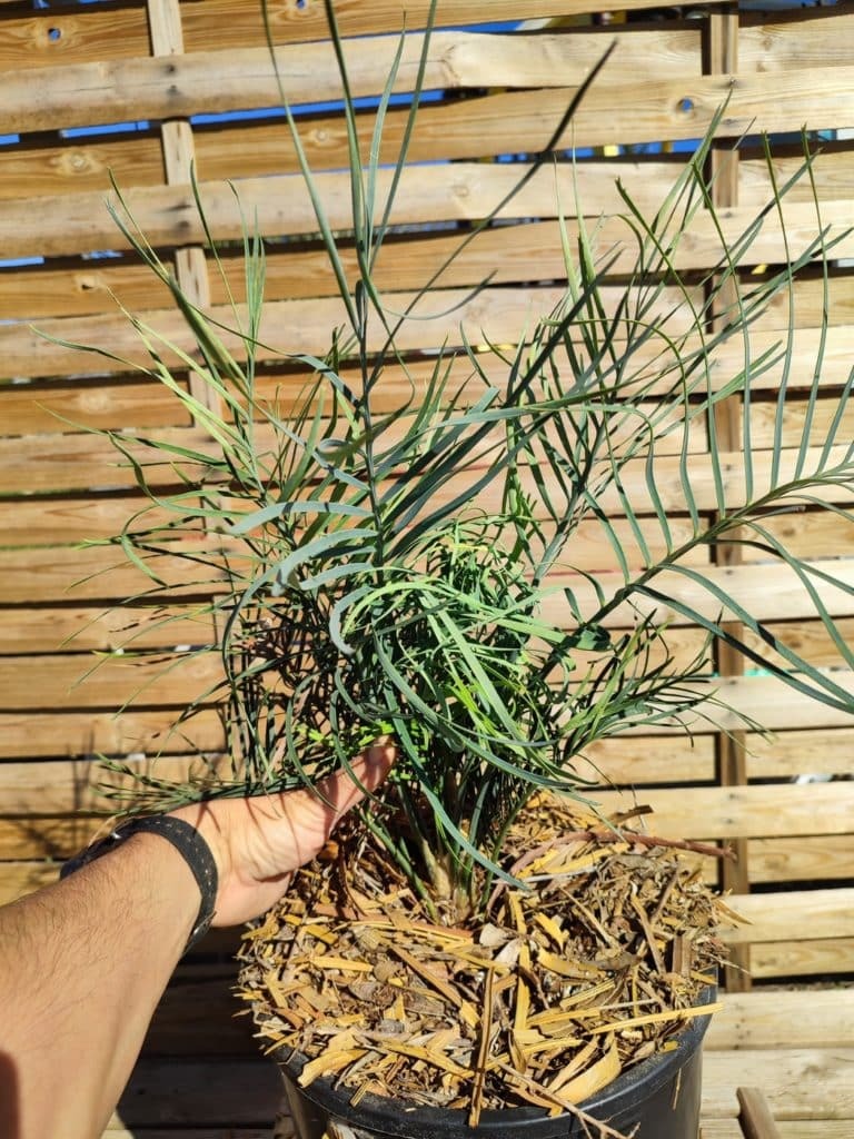 Achetez vos Macrozamia riedlei Cycadales
