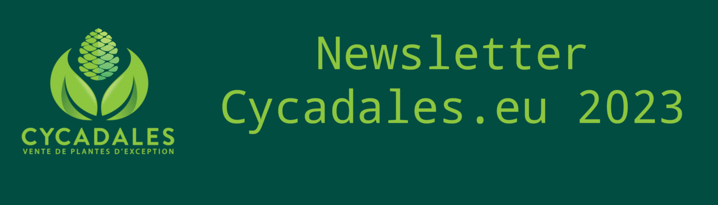 Cycadales