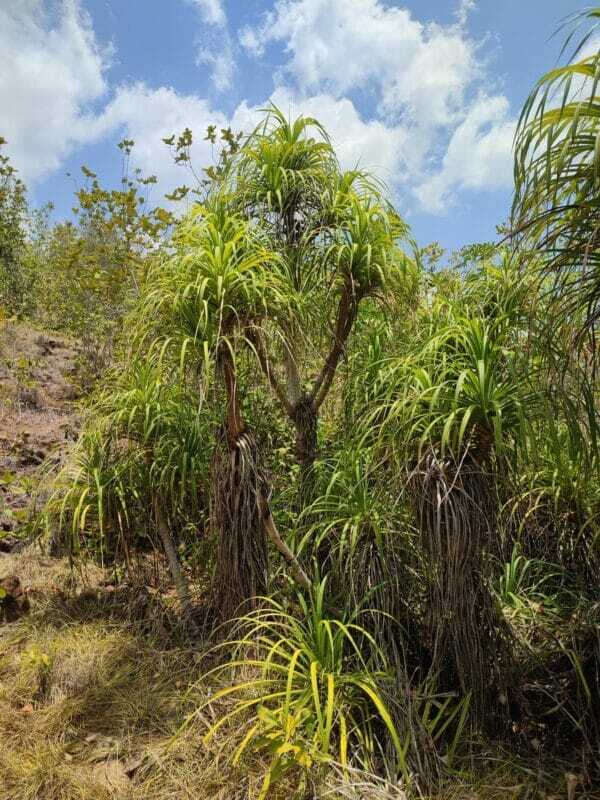 Cycadales