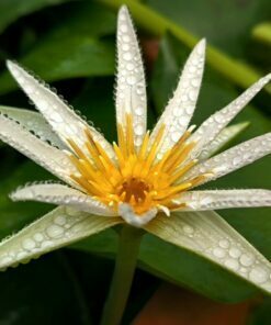 Nymphaea sp. Madagascar White