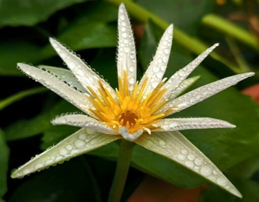 Nymphaea sp. Madagascar White