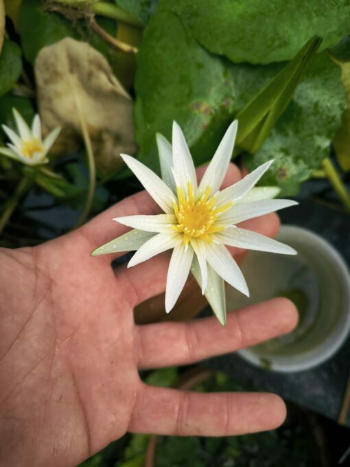 Nymphaea sp. Madagascar White - Image 2