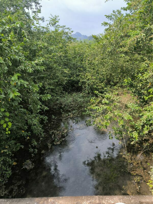 Cycadales