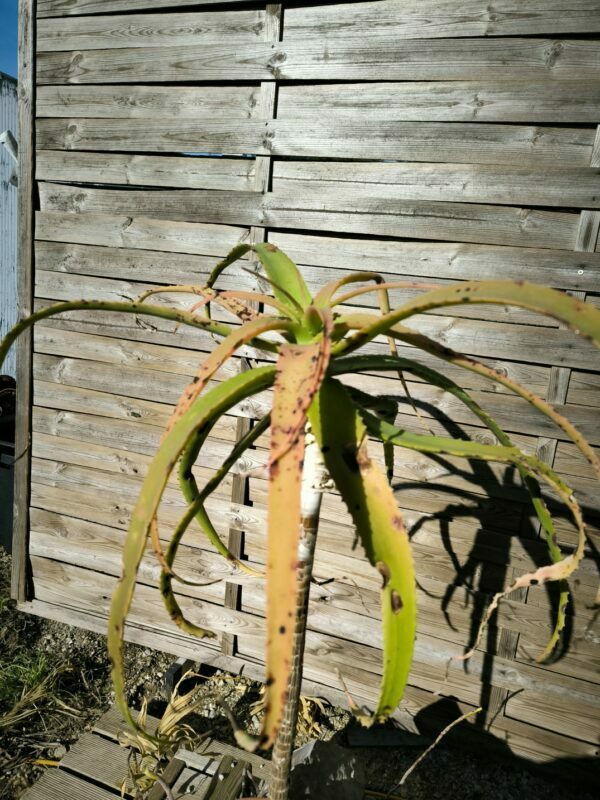 Cycadales