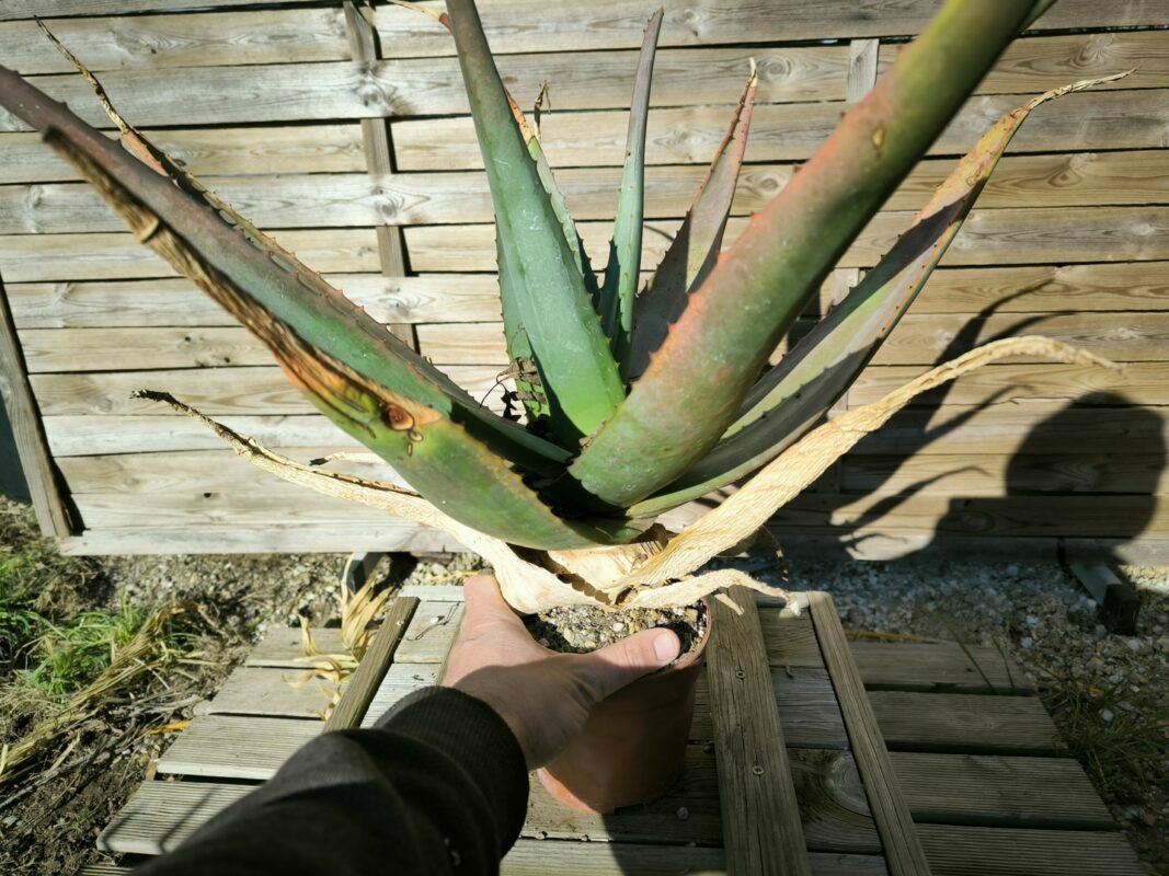 Cycadales
