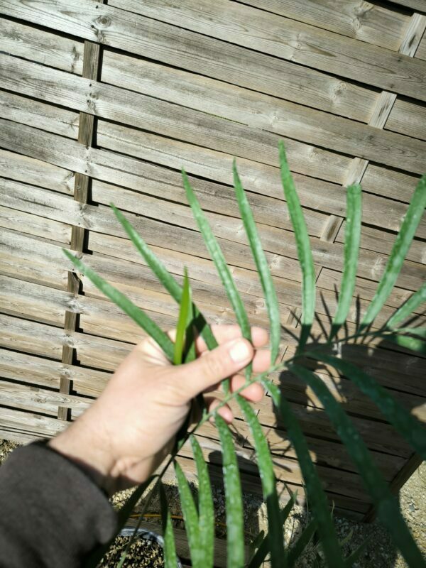 Cycadales