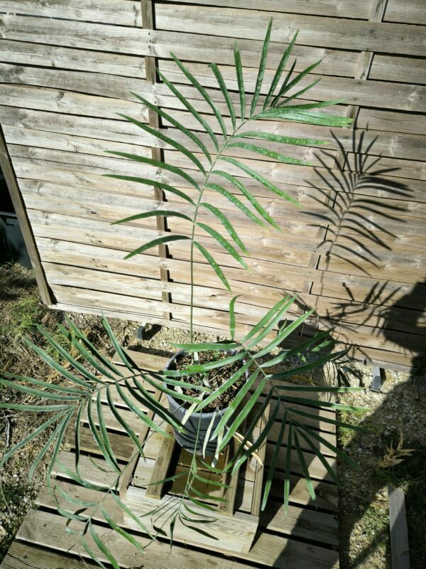 Cycadales
