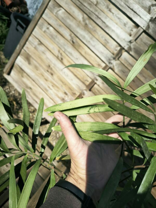 Cycadales