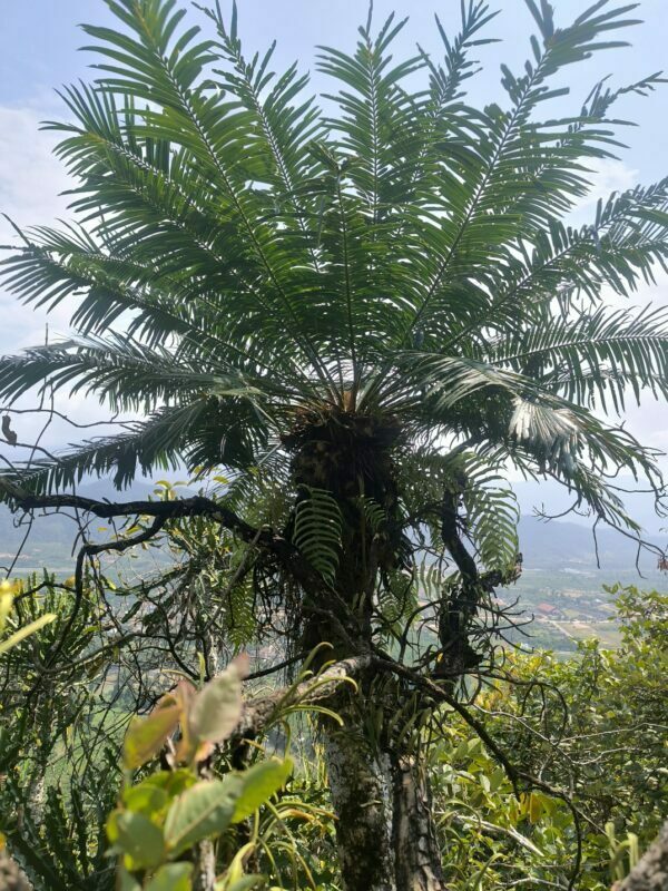 Cycadales