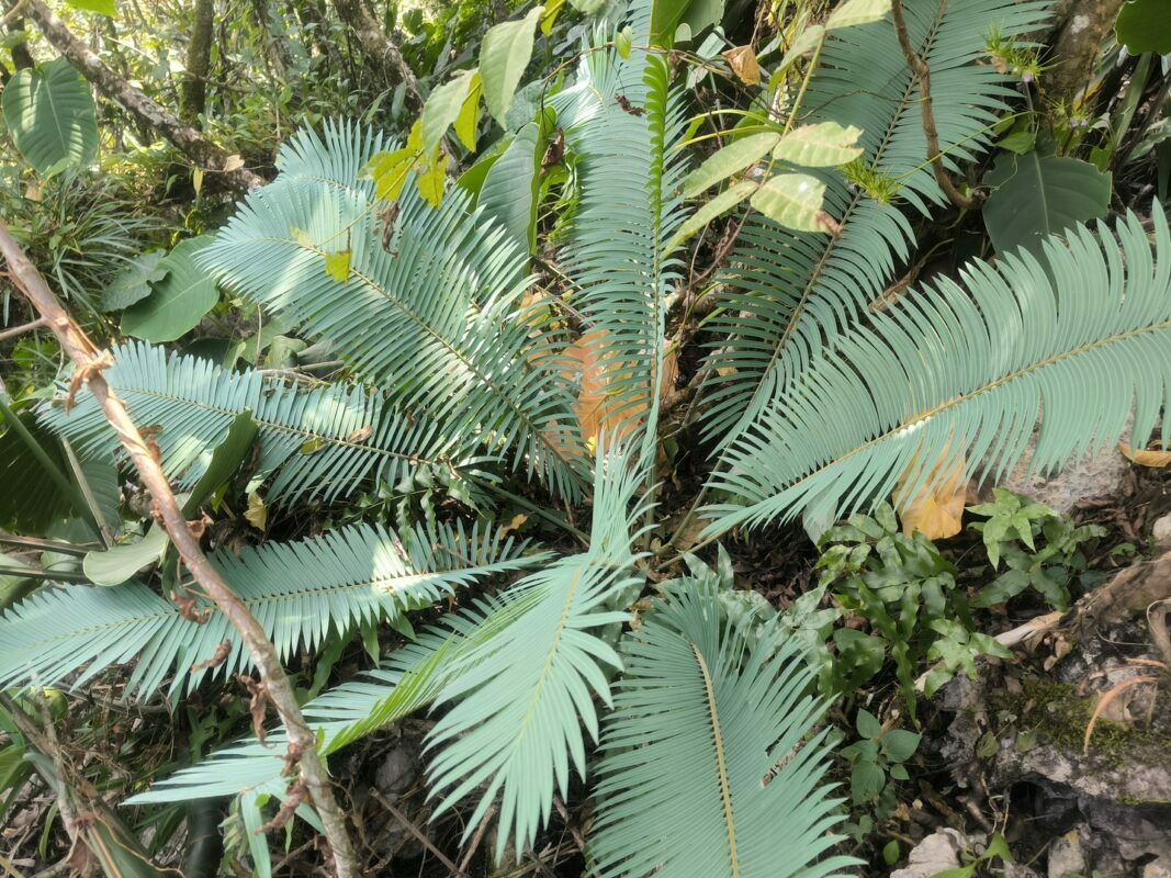 Cycadales