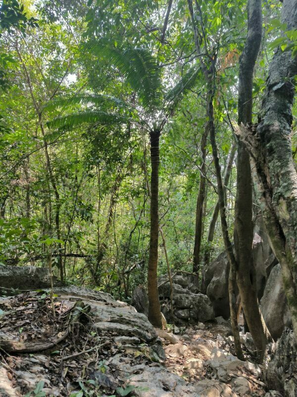 Cycadales