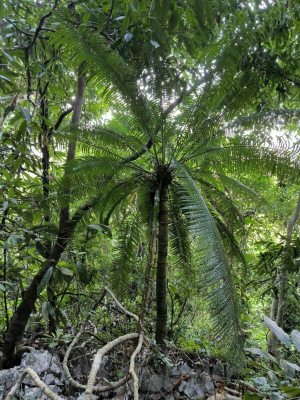 Cycadales