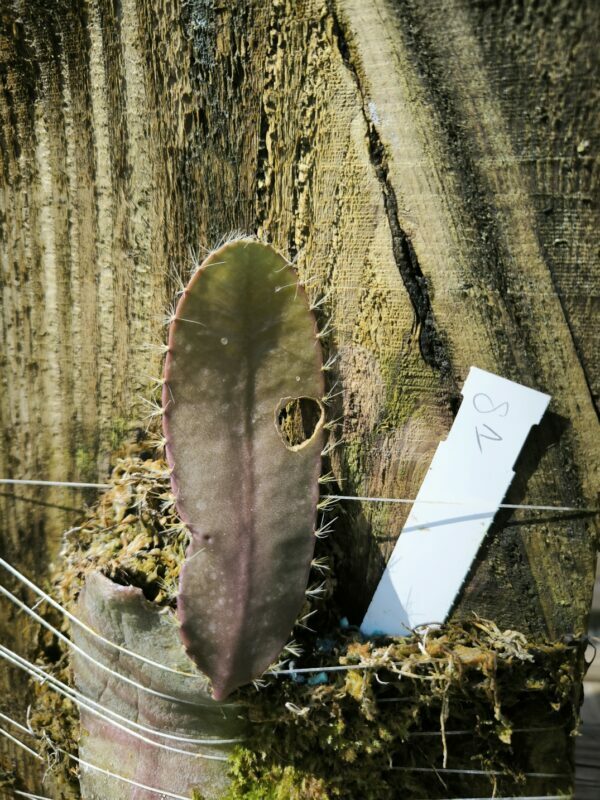 Cycadales