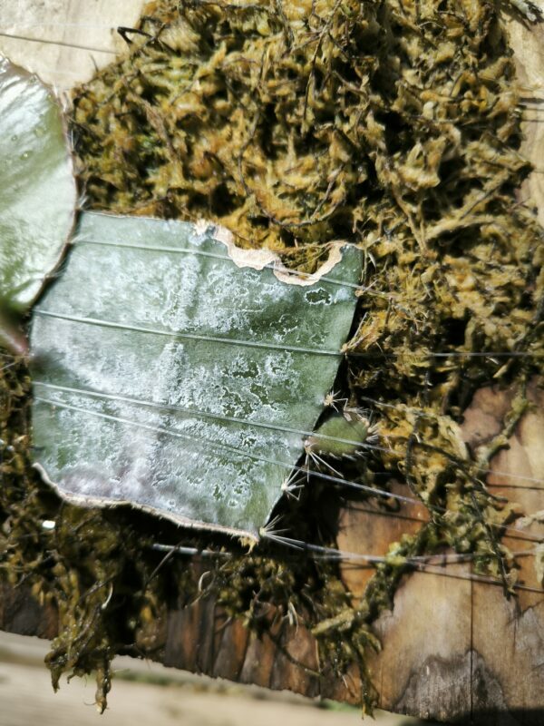 Cycadales