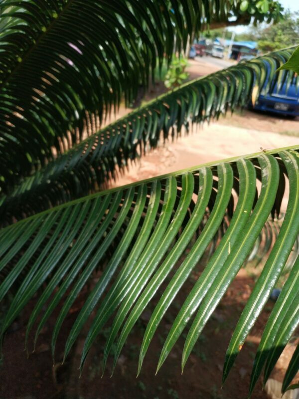 Cycadales