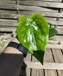 Anthurium grandifolium (Guadeloupe)