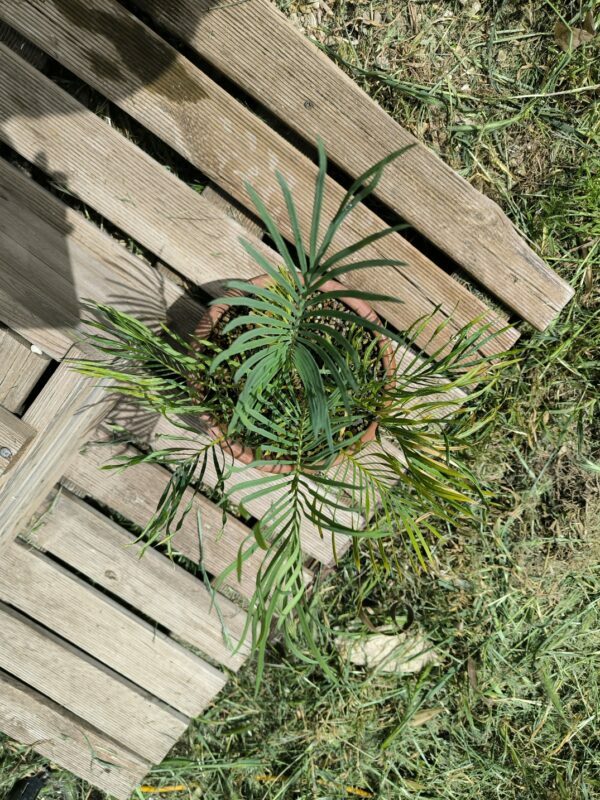 Cycadales