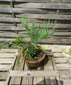Cycas cairnsiana grafted onto C. revoluta