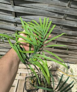 Cycas clivicola grafted onto C. revoluta