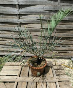 Cycas couttsiana grafted onto C. revoluta C50