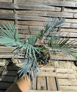 Cycas cupida grafted onto C. revoluta