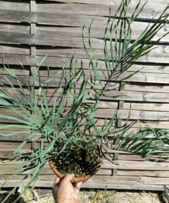 Cycas desolata grafted onto C. revoluta