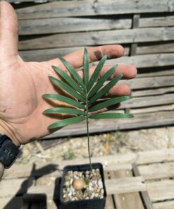 Cycas laotica