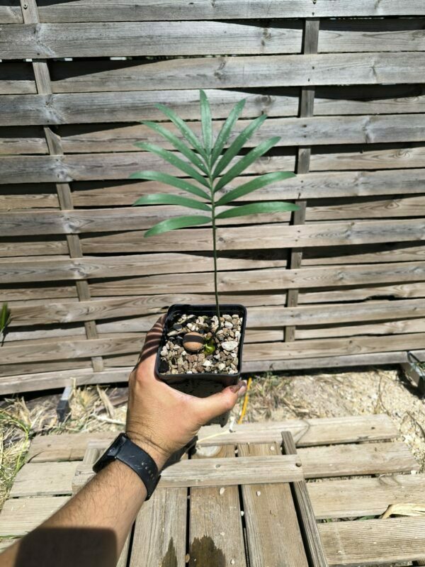 Cycadales