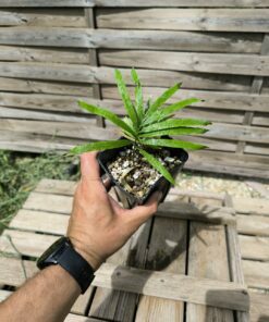 Cycas nathorstii