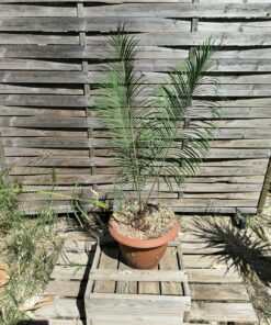 Cycas panzhihuaensis 7cm caudex