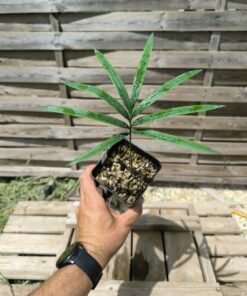 Cycas panzhihuaensis x hainanensis hybride