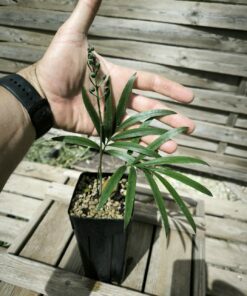 Cycas revoluta x DEBAOENSIS (TRUE DEBAO!)