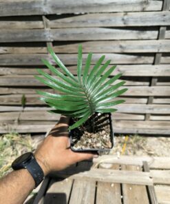Cycas revoluta x hoabinhensis