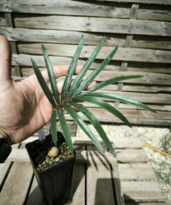 Cycas revoluta x tropophylla