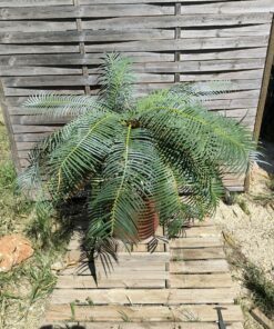 Cycas sexseminifera specimen  XXL Male